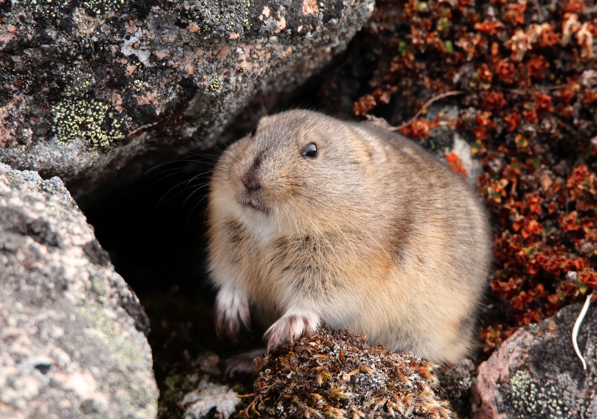 Den norske lemming har vist sig at være en af de yngste pattedyrarter, der nogensinde er blevet opdaget.