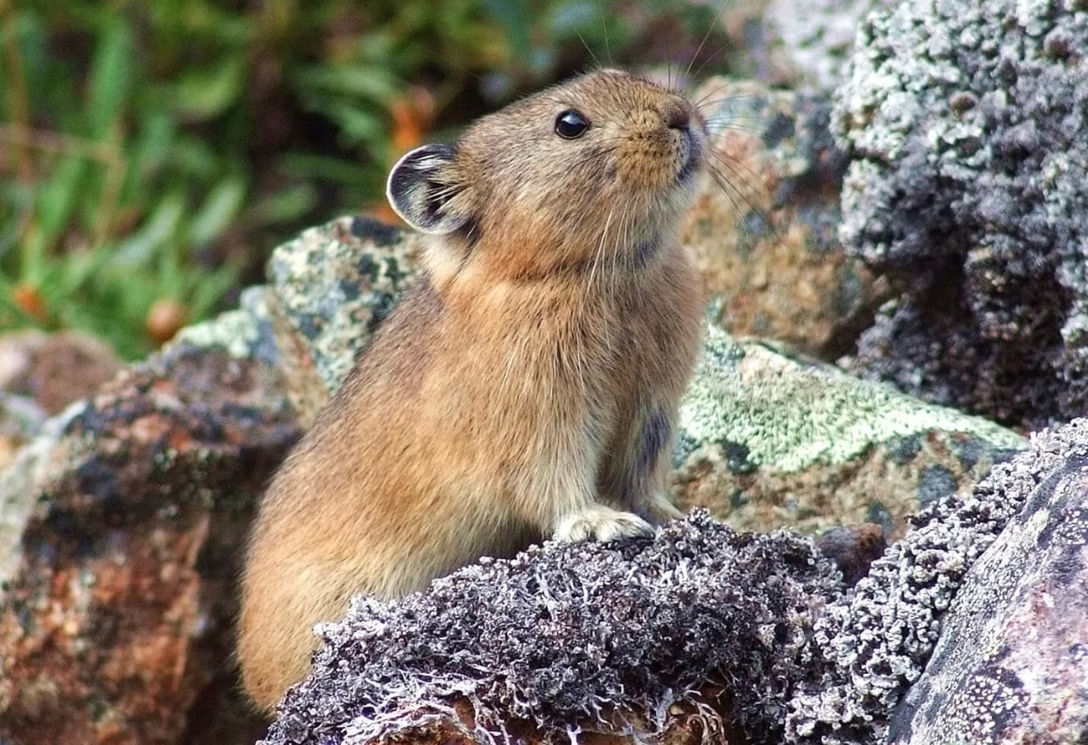 Den norske lemming har vist sig at være en af de yngste pattedyrarter, der nogensinde er blevet opdaget.