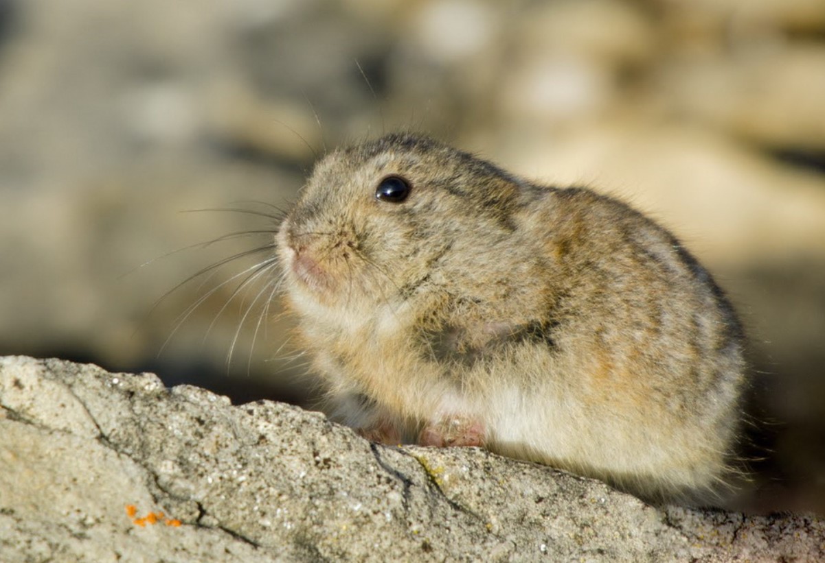 Den norske lemming har vist sig at være en af de yngste pattedyrarter, der nogensinde er blevet opdaget.