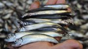 En ikke-indlysende fordel ved at spise lodde er blevet afsløret: denne lille fisk er nogle gange bedre end rødfisk