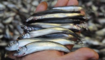 En ikke-indlysende fordel ved at spise lodde er blevet afsløret: denne lille fisk er nogle gange bedre end rødfisk