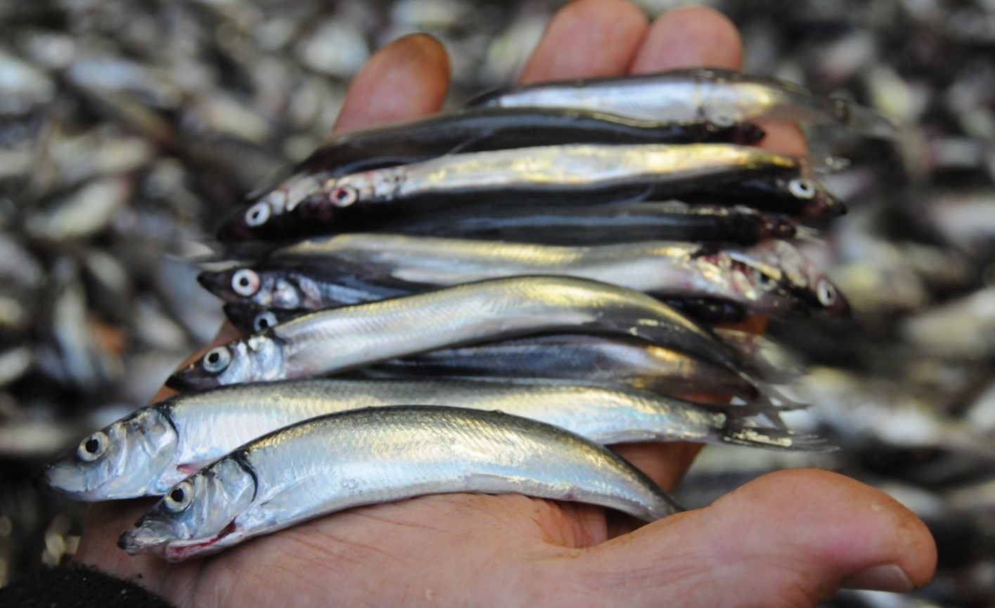 En ikke-indlysende fordel ved at spise lodde er blevet afsløret: denne lille fisk er nogle gange bedre end rødfisk