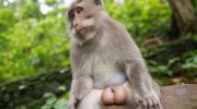 Britiske forskere finder ud af, hvorfor vi har brug for onani - fra et evolutionært perspektiv