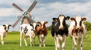 Rapport: EU's mælkeproduktion vil 'stagnere' i det næste årti
