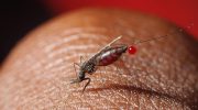 Forskere har lært myg at modstå malaria: hvad betyder det for menneskeheden