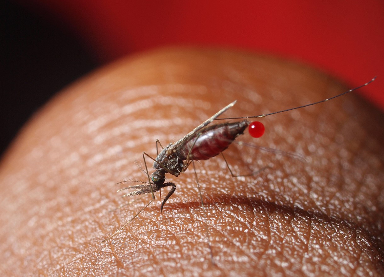 Forskere har lært myg at modstå malaria: hvad betyder det for menneskeheden