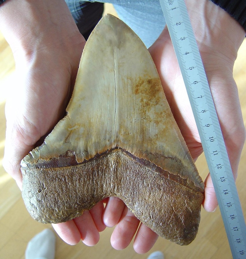 Chokerende opdagelse: megalodon var ikke kun det største rovdyr, men havde også en langt mere varieret kost end antaget