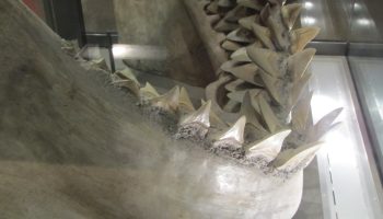 Chokerende opdagelse: megalodon var ikke kun det største rovdyr, men havde også en langt mere varieret kost end antaget