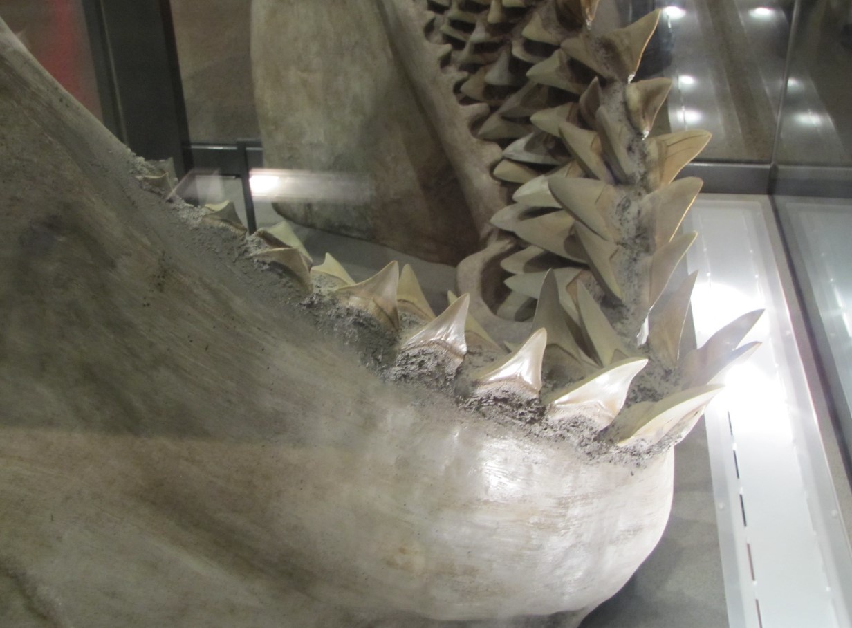 Chokerende opdagelse: megalodon var ikke kun det største rovdyr, men havde også en langt mere varieret kost end antaget