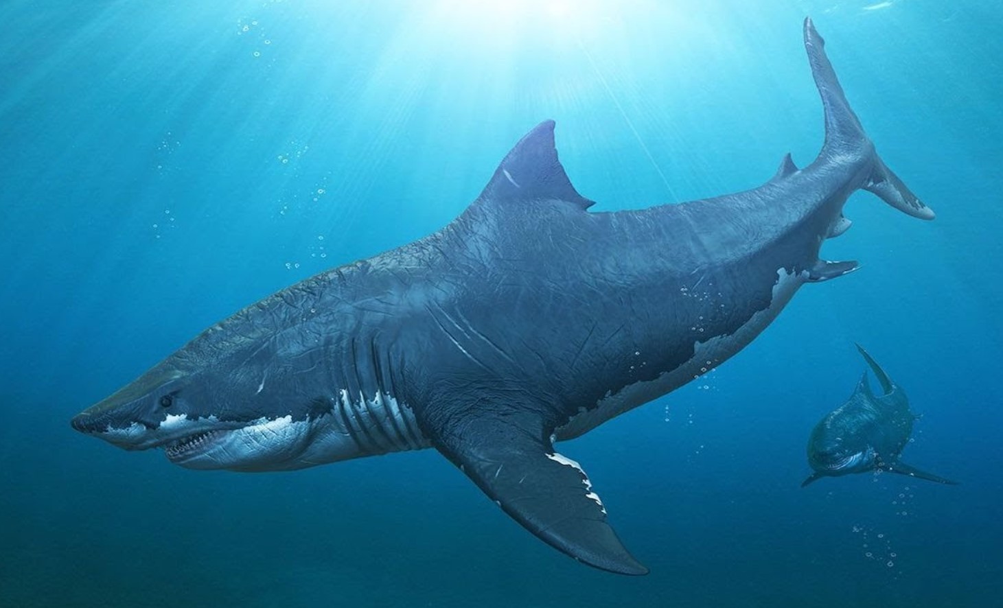 Chokerende opdagelse: megalodon var ikke kun det største rovdyr, men havde også en langt mere varieret kost end antaget