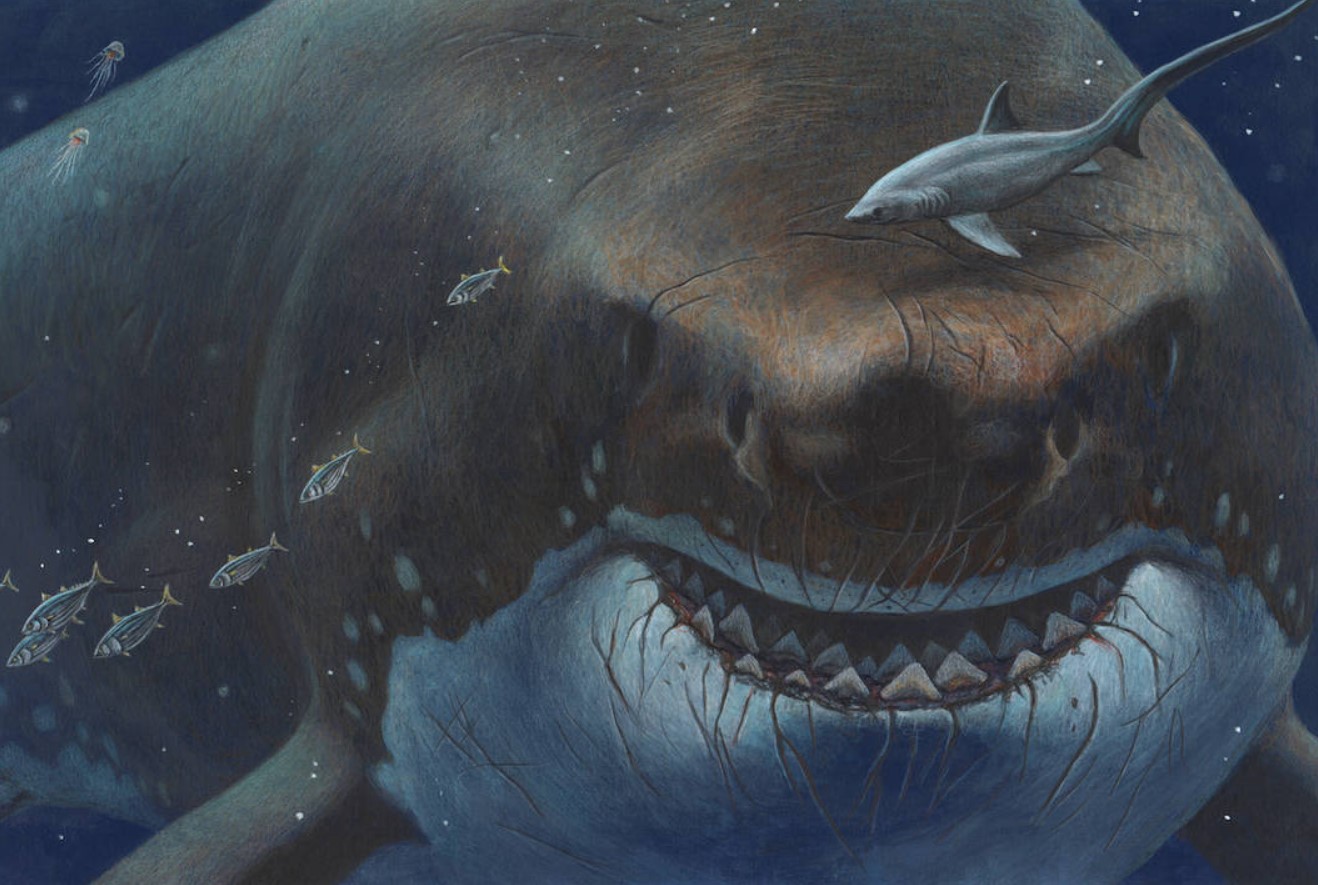 Chokerende opdagelse: megalodon var ikke kun det største rovdyr, men havde også en langt mere varieret kost end antaget