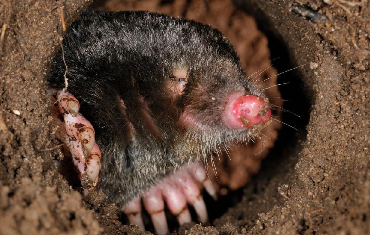 Den lille, lodne galning: hvorfor muldvarpen er naturens mest undervurderede monster