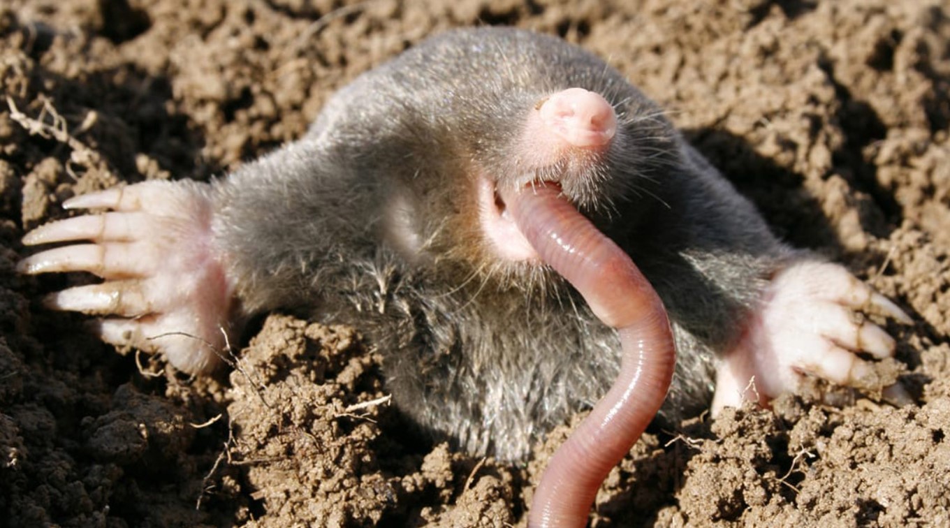 Den lille, lodne galning: hvorfor muldvarpen er naturens mest undervurderede monster