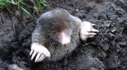 Den lille, lodne galning: hvorfor muldvarpen er naturens mest undervurderede monster