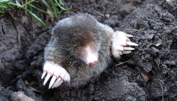 Den lille, lodne galning: hvorfor muldvarpen er naturens mest undervurderede monster