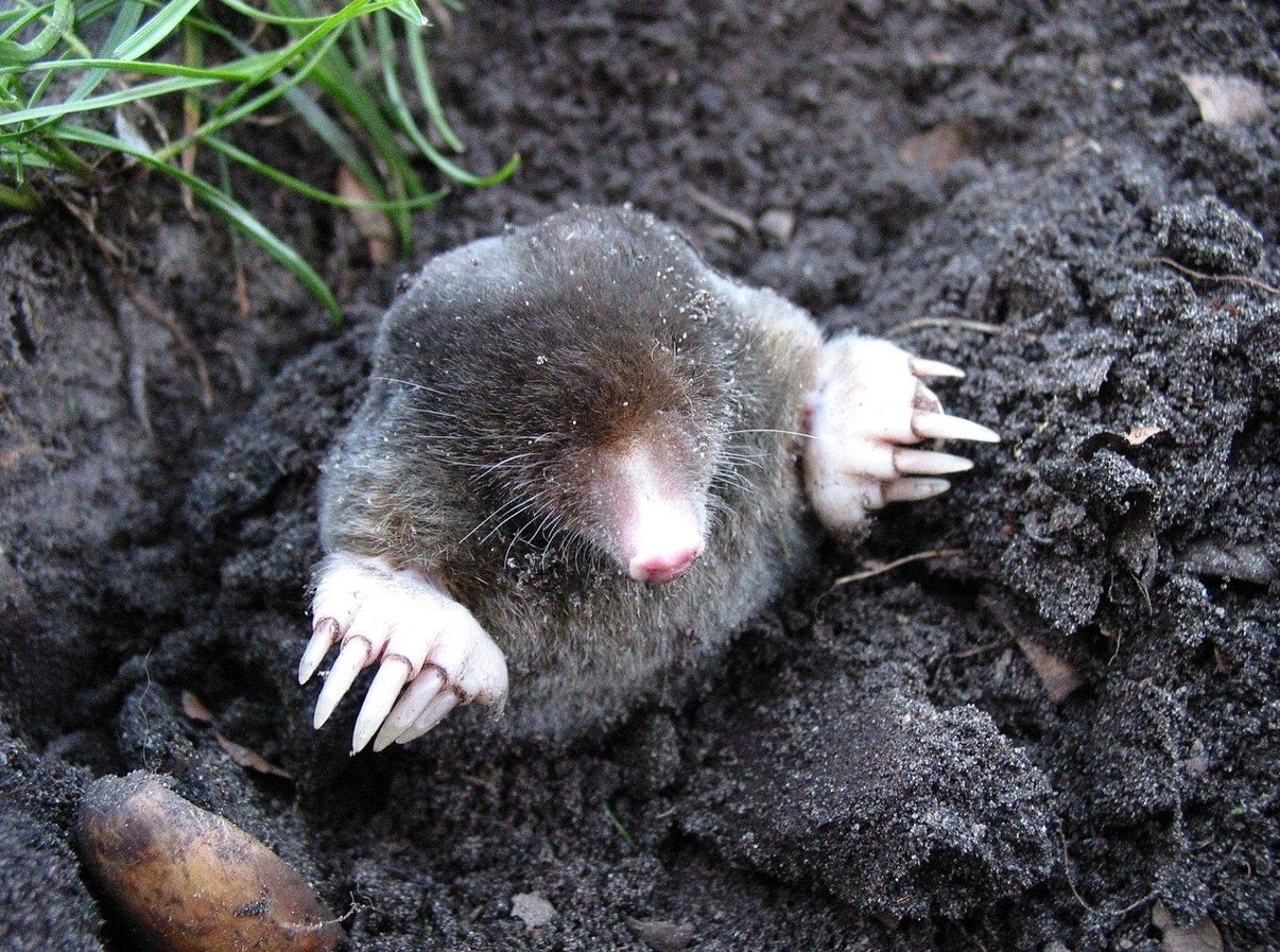 Den lille, lodne galning: hvorfor muldvarpen er naturens mest undervurderede monster