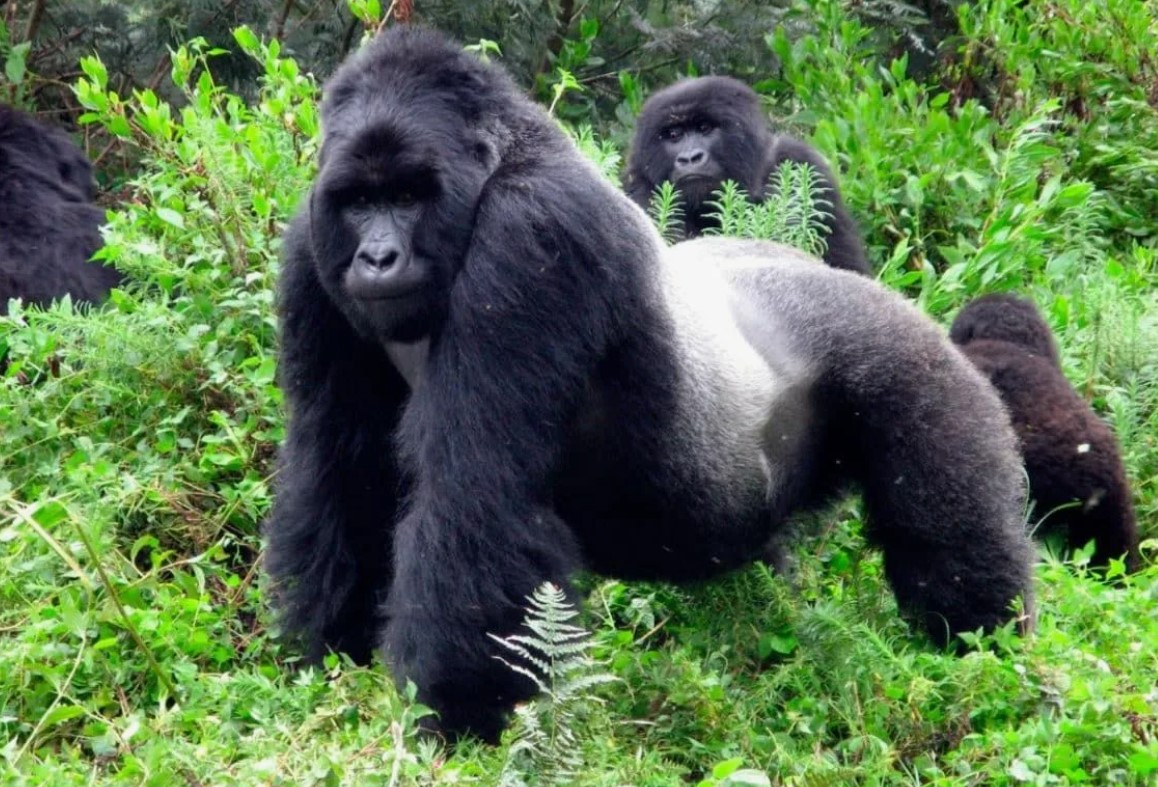 østlige gorillaer
