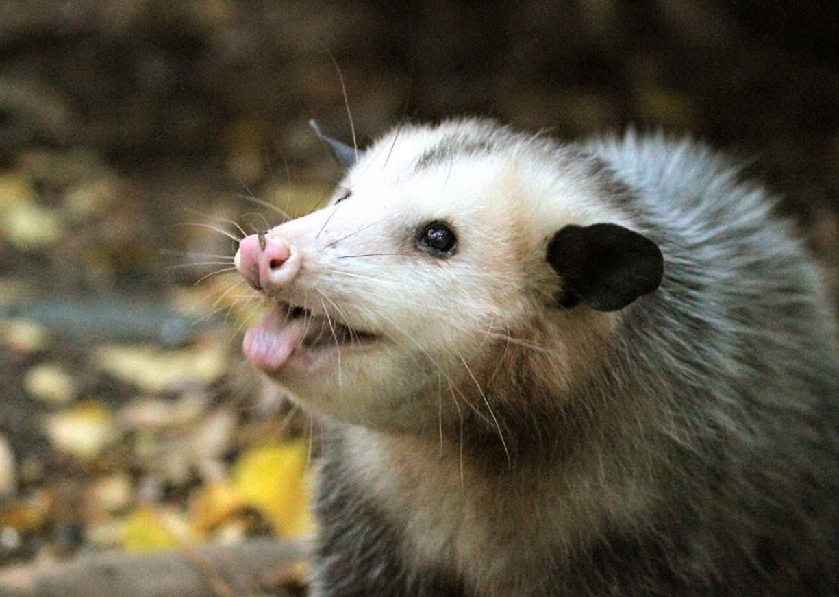 Virginia opossums: de amerikanske pungdyr, der næsten ikke har ændret sig siden dinosaurernes tid