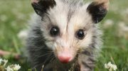 Virginia opossums: de amerikanske pungdyr, der næsten ikke har ændret sig siden dinosaurernes tid