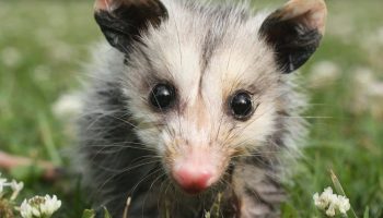 Virginia opossums: de amerikanske pungdyr, der næsten ikke har ændret sig siden dinosaurernes tid