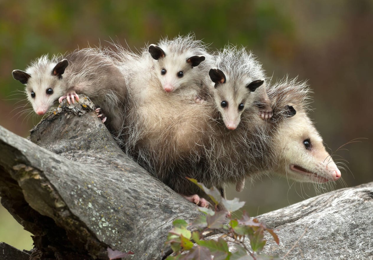 Virginia opossums: de amerikanske pungdyr, der næsten ikke har ændret sig siden dinosaurernes tid