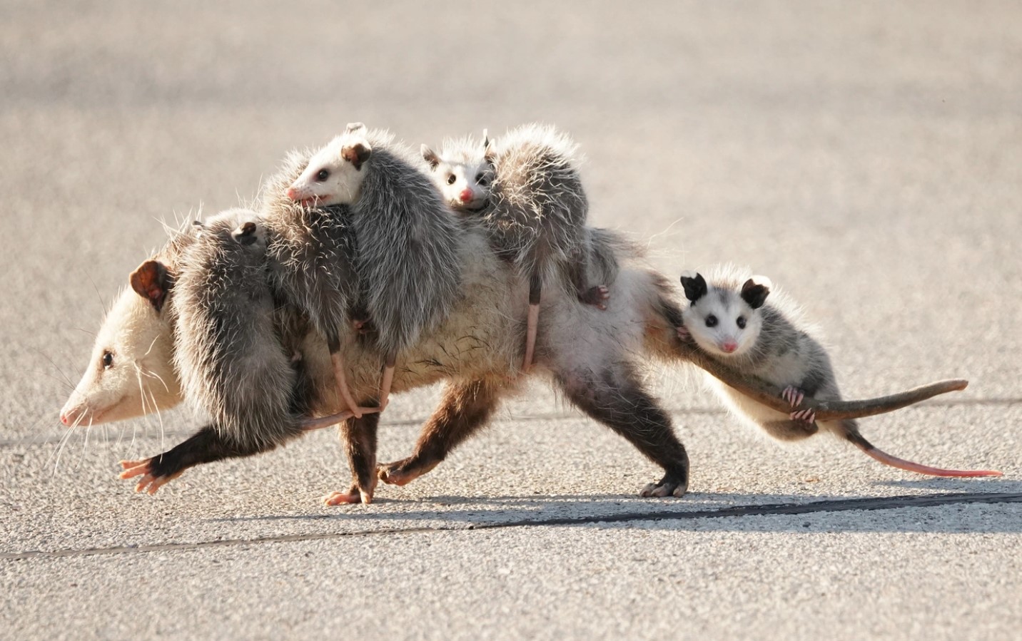 Virginia opossums: de amerikanske pungdyr, der næsten ikke har ændret sig siden dinosaurernes tid