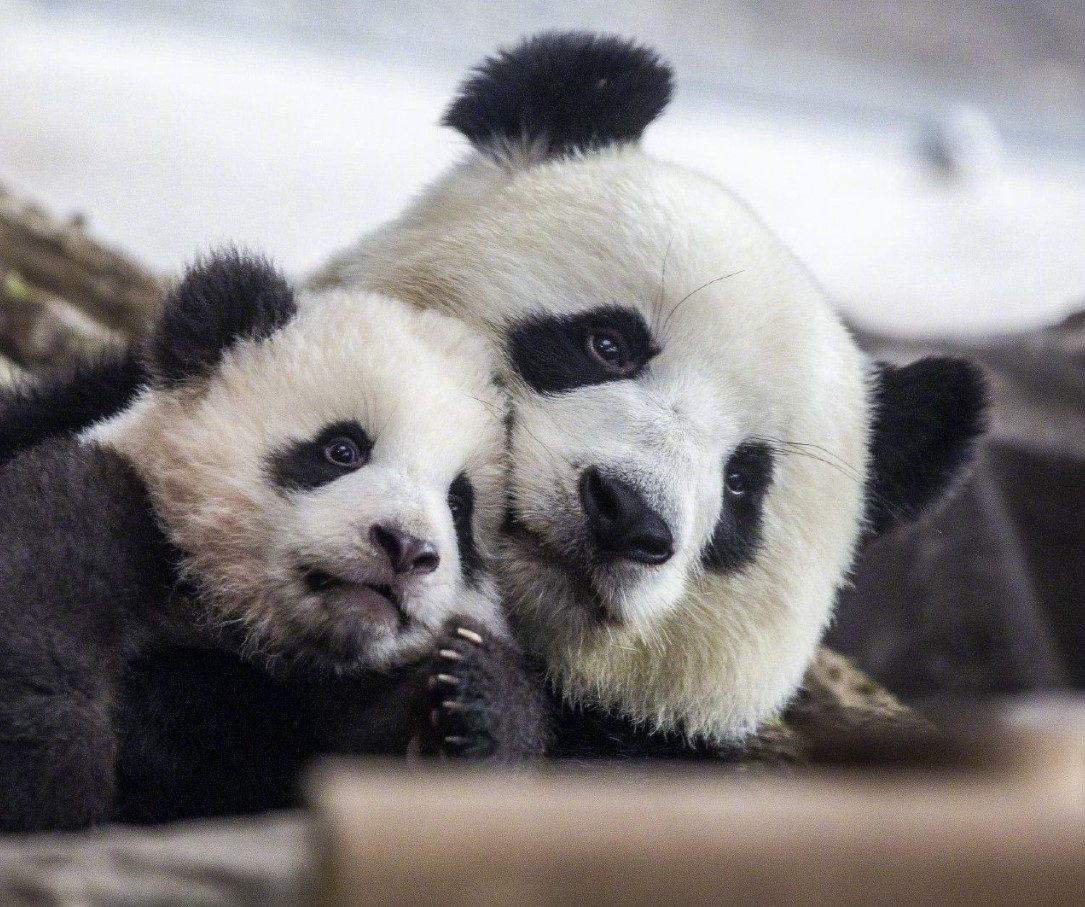 Hvorfor er pandaer stadig truet af udryddelse?