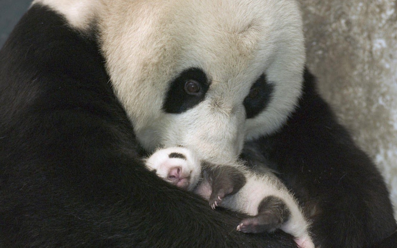 Hvorfor er pandaer stadig truet af udryddelse?