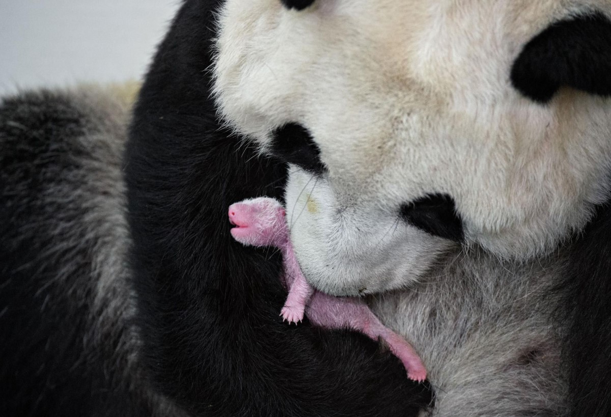 Hvorfor er pandaer stadig truet af udryddelse?