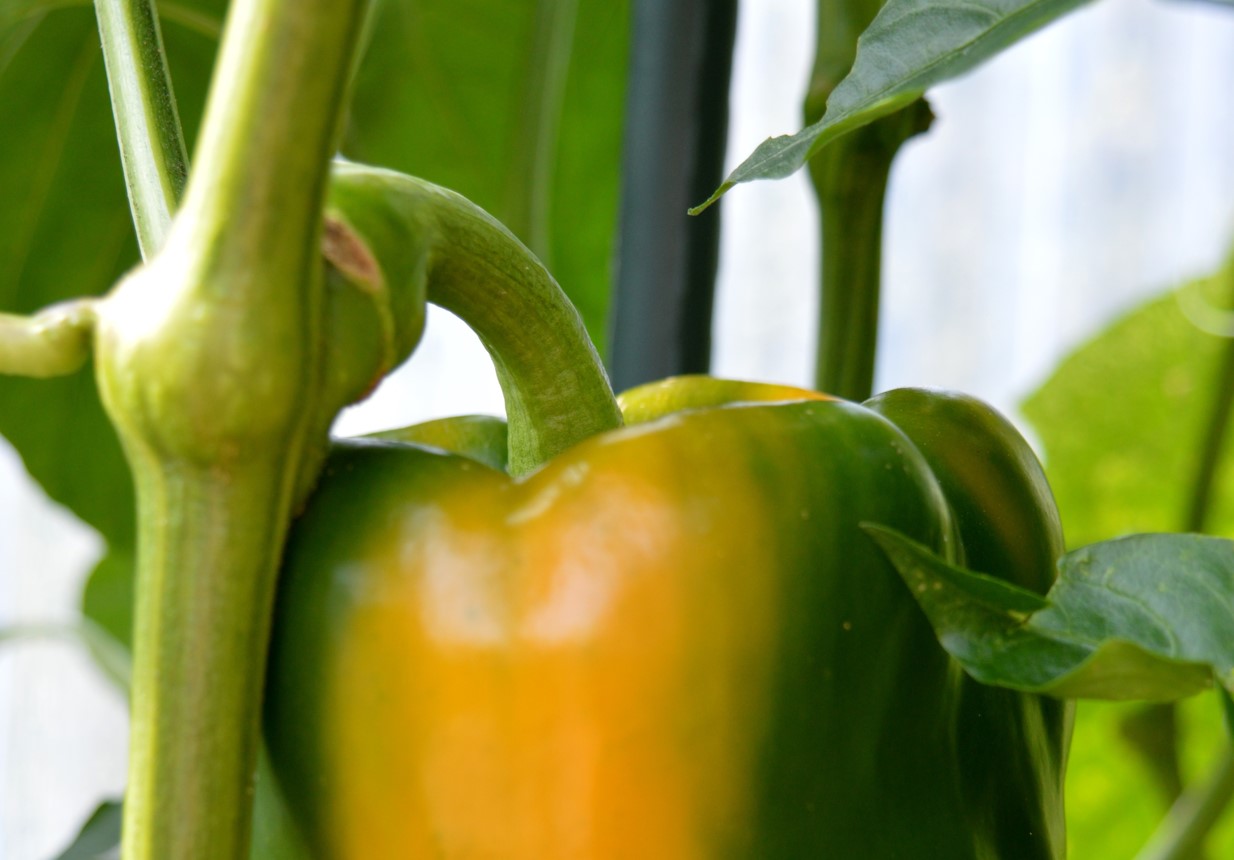 Paprika vokser nu mest: hvad skal man gøre for at få et stort udbytte?