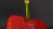 Paprika vokser nu mest: hvad skal man gøre for at få et stort udbytte?