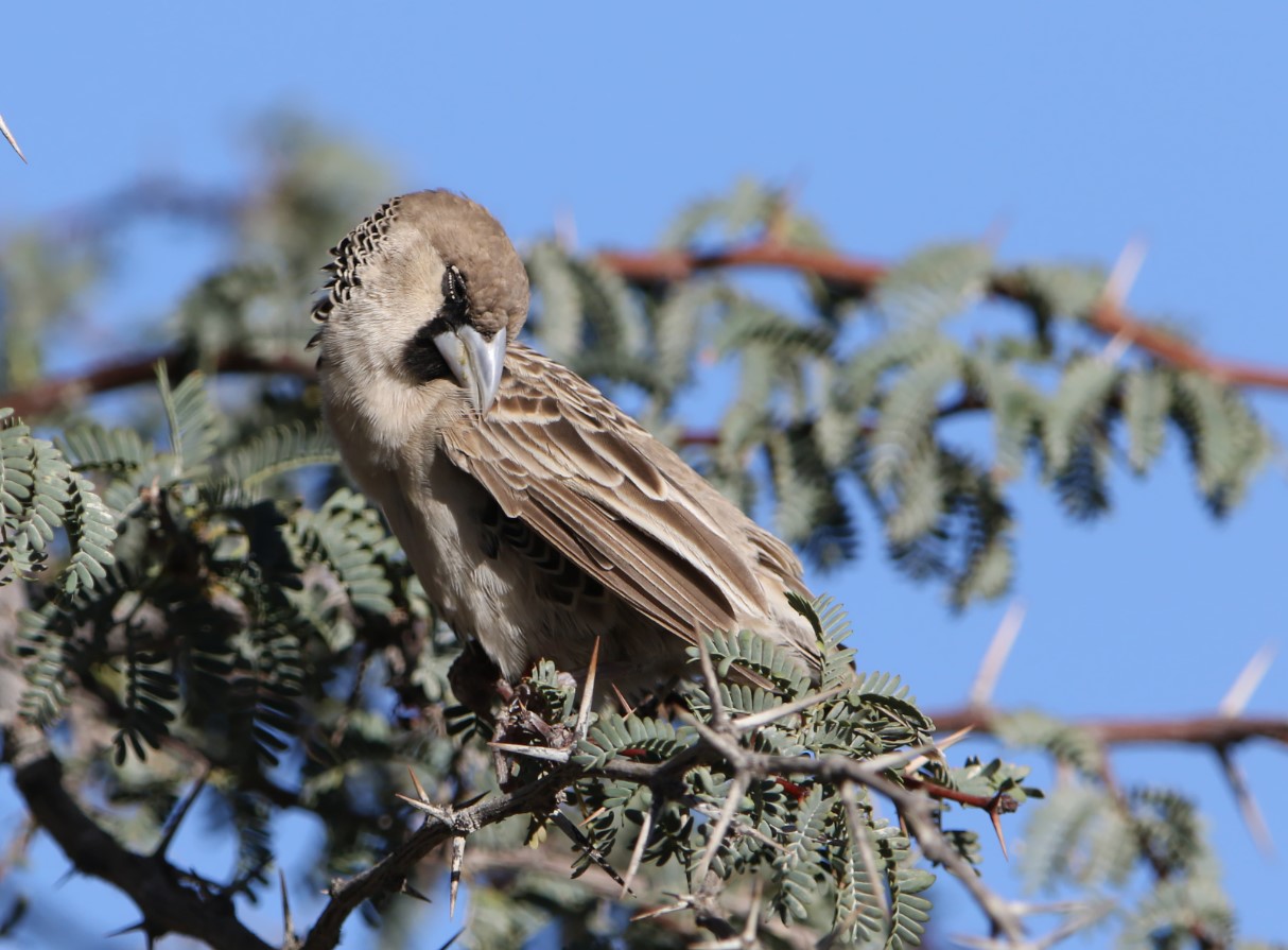 philetairus socius