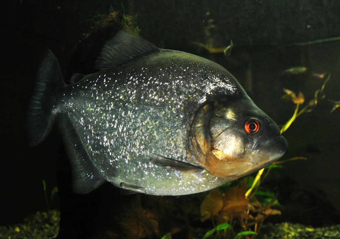 Serrasalmus rhombeus