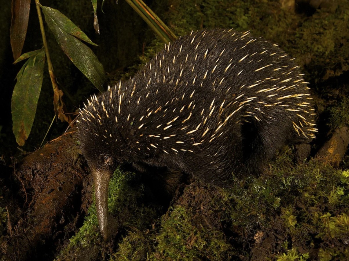Den håret proechidna er en fuldstændig absurditet med poter. Og ja, den er ægte!