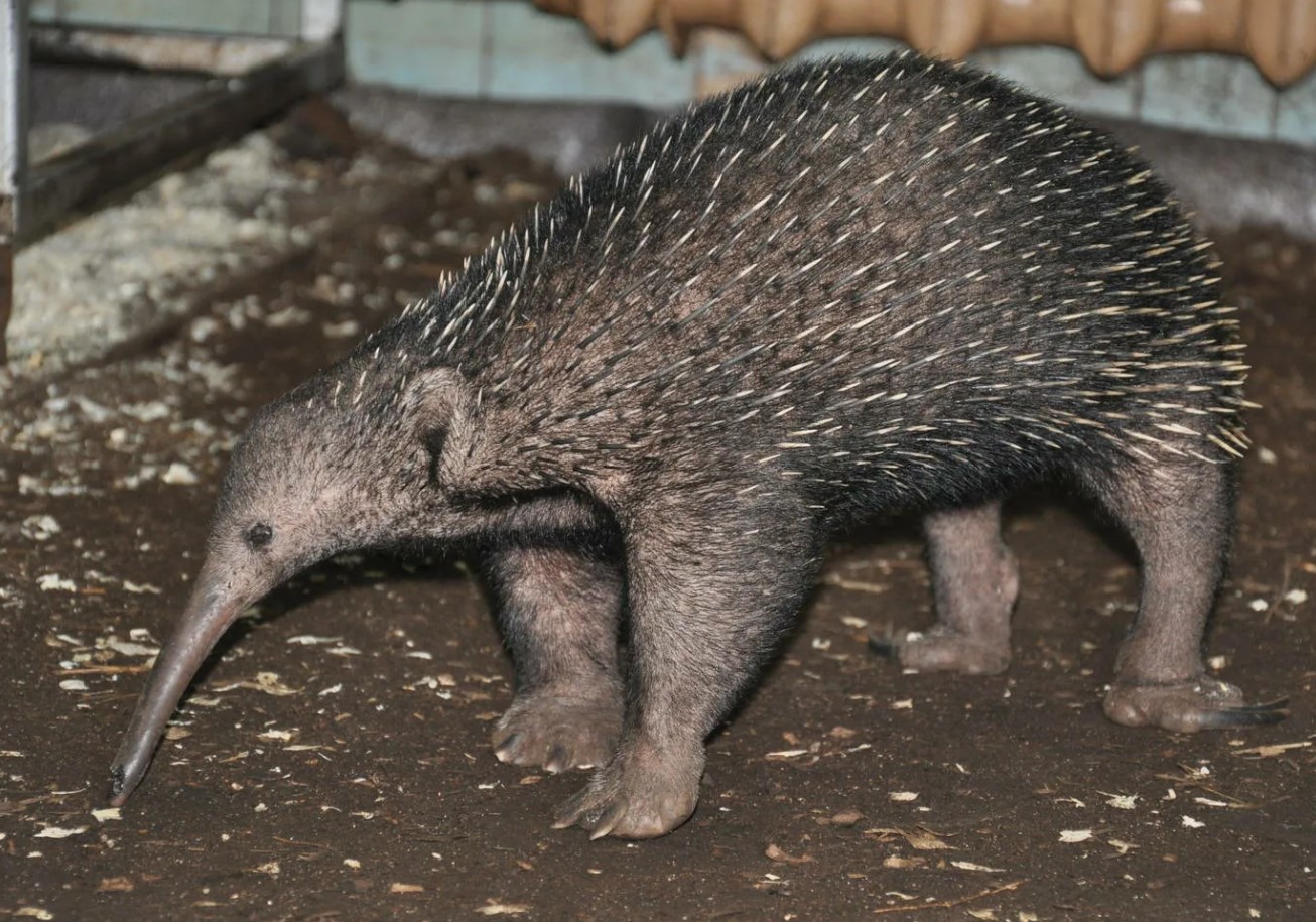 Den håret proechidna er en fuldstændig absurditet med poter. Og ja, den er ægte!