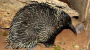 Den håret proechidna er en fuldstændig absurditet med poter. Og ja, den er ægte!