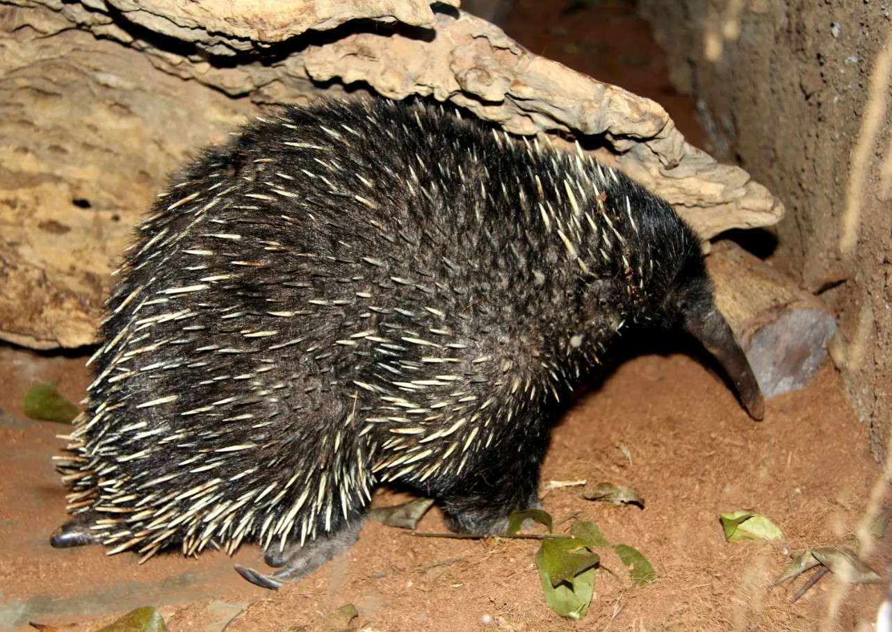 Den håret proechidna er en fuldstændig absurditet med poter. Og ja, den er ægte!