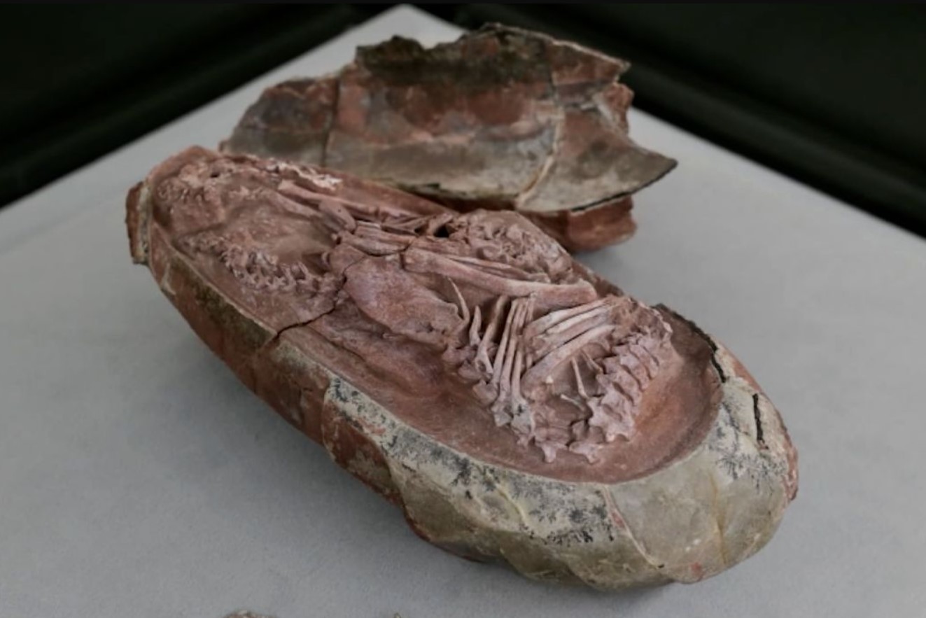 I Kina har man fundet en dinosaur, der kunne kvidre som en fugl