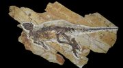 I Kina har man fundet en dinosaur, der kunne kvidre som en fugl