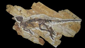 I Kina har man fundet en dinosaur, der kunne kvidre som en fugl