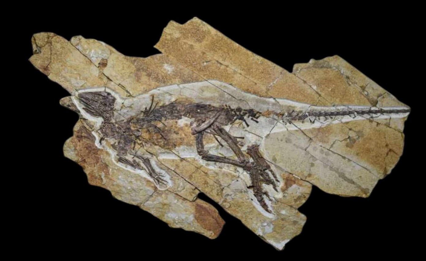 I Kina har man fundet en dinosaur, der kunne kvidre som en fugl