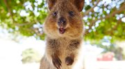 Et dyr, der ikke kender til bekymringer: quokkaen og dens evne til at få et smil frem på alles læber