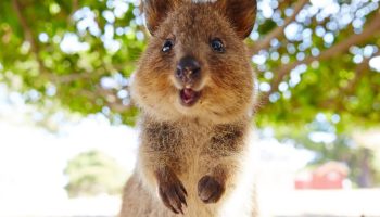 Et dyr, der ikke kender til bekymringer: quokkaen og dens evne til at få et smil frem på alles læber