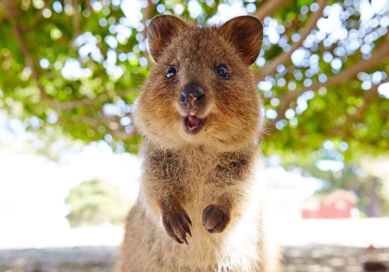 Et dyr, der ikke kender til bekymringer: quokkaen og dens evne til at få et smil frem på alles læber