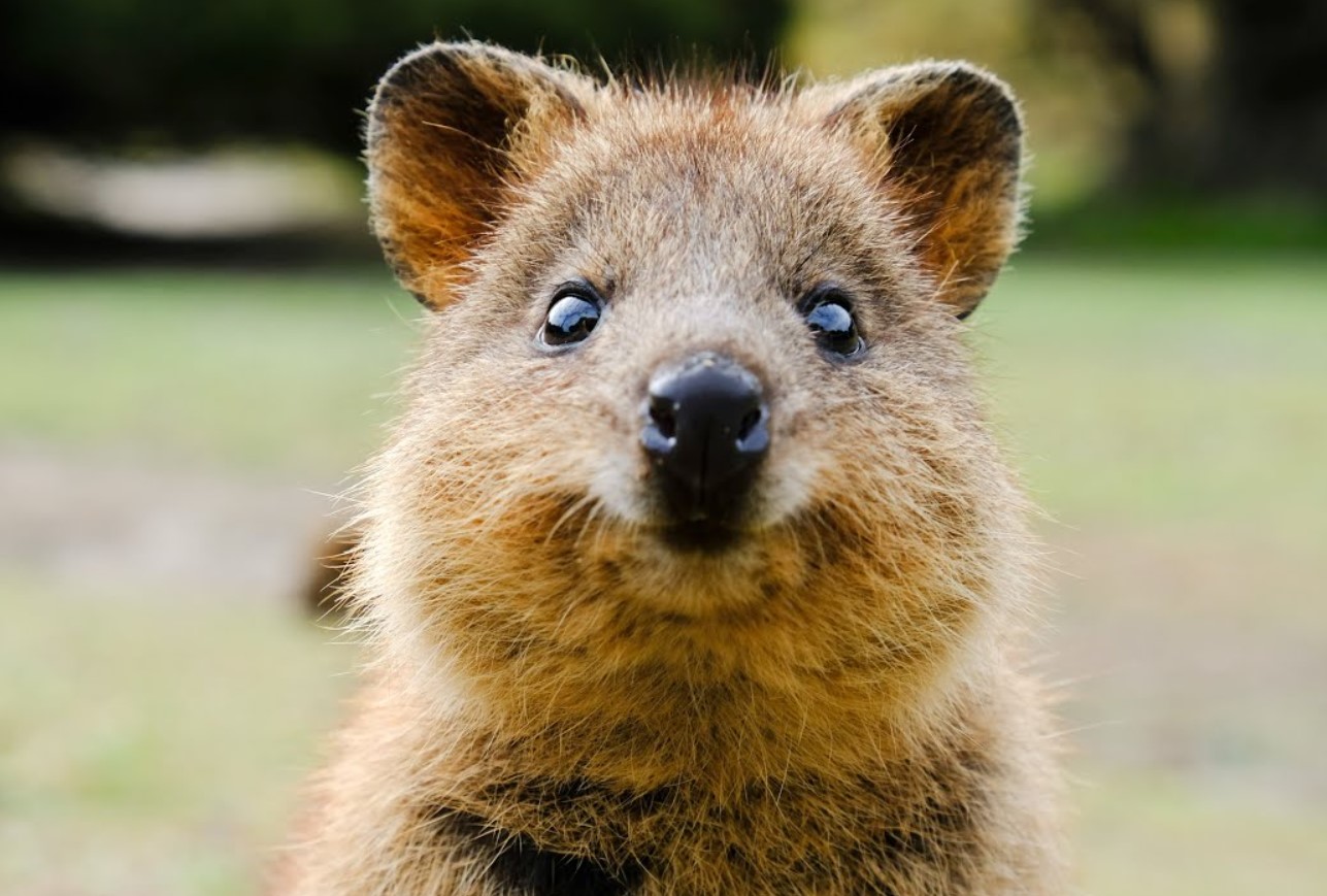 Et dyr, der ikke kender til bekymringer: quokkaen og dens evne til at få et smil frem på alles læber