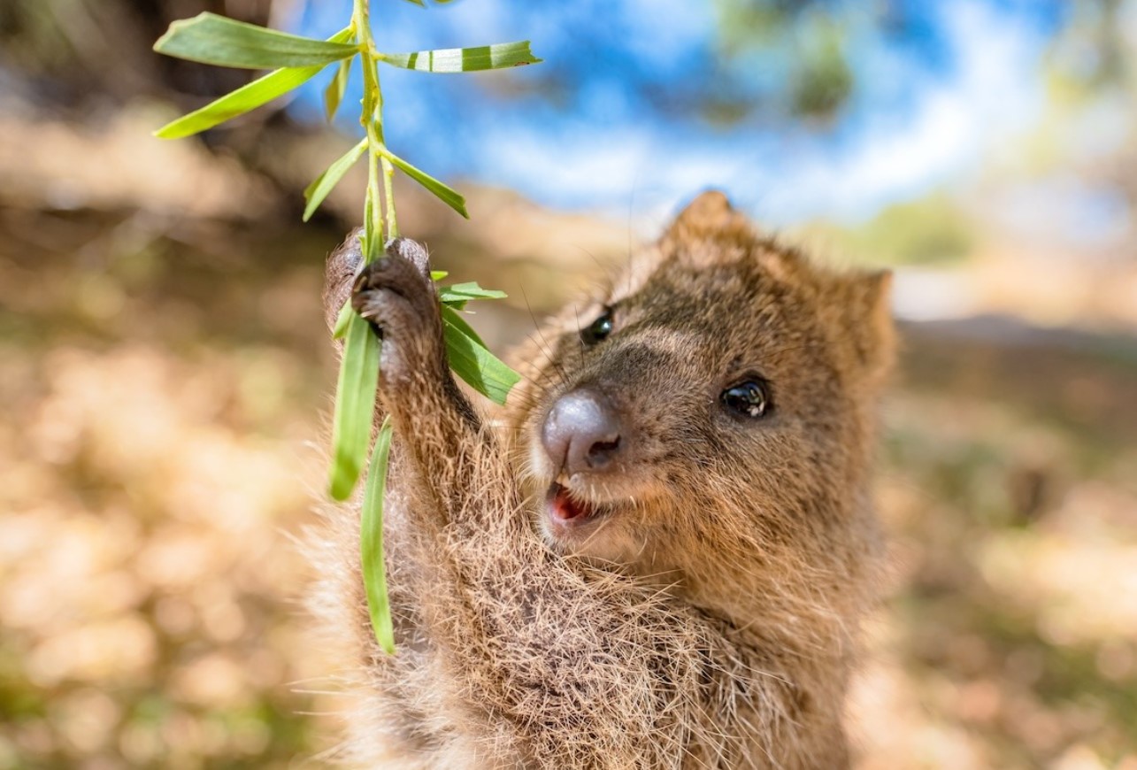 Et dyr, der ikke kender til bekymringer: quokkaen og dens evne til at få et smil frem på alles læber