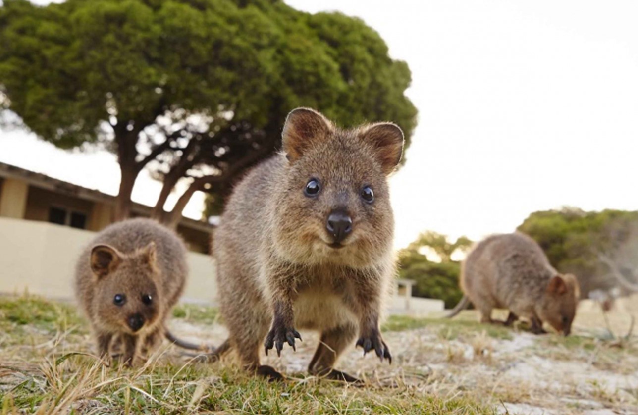 Et dyr, der ikke kender til bekymringer: quokkaen og dens evne til at få et smil frem på alles læber