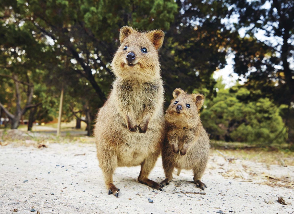 Et dyr, der ikke kender til bekymringer: quokkaen og dens evne til at få et smil frem på alles læber