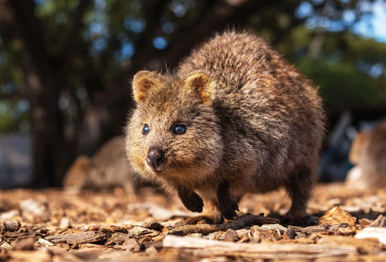Et dyr, der ikke kender til bekymringer: quokkaen og dens evne til at få et smil frem på alles læber