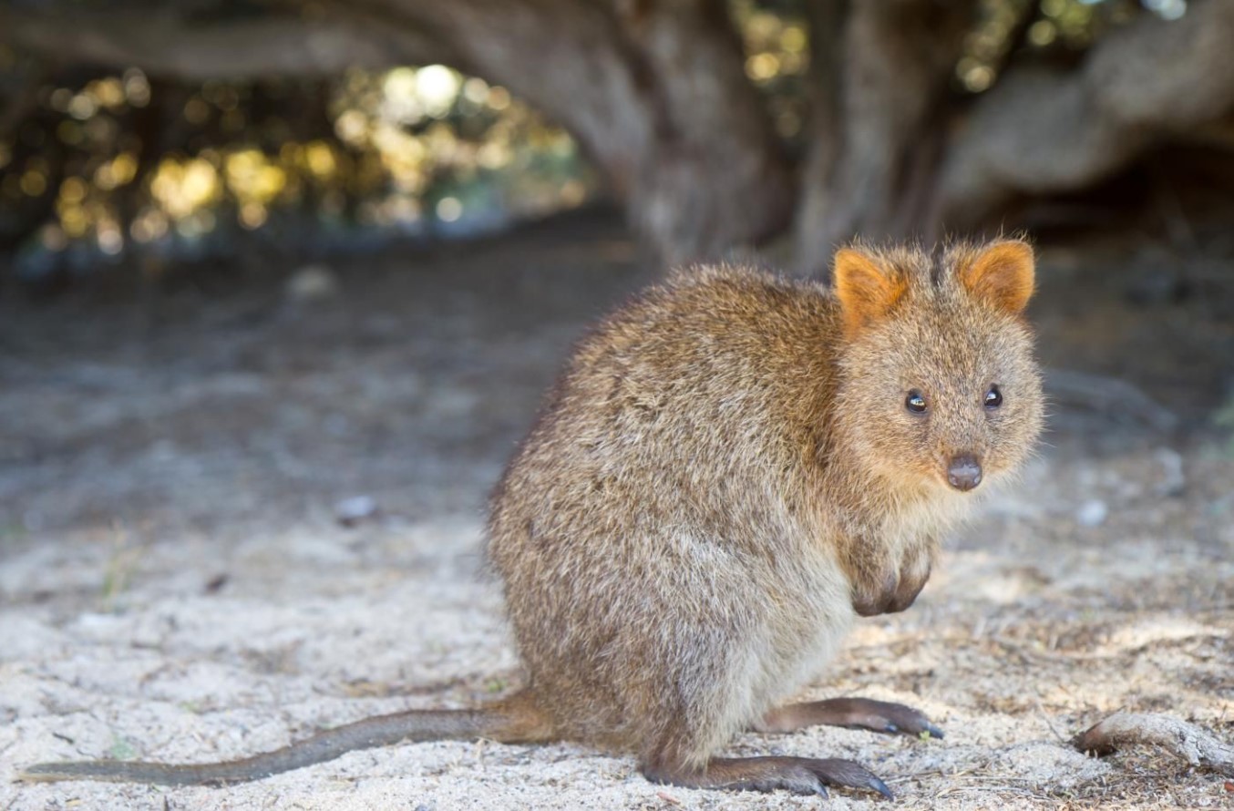 Et dyr, der ikke kender til bekymringer: quokkaen og dens evne til at få et smil frem på alles læber